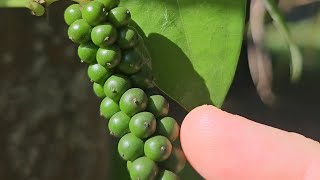 DE ONDE VEM A PIMENTA DO REINO plantas  gastronomia [upl. by Haldas]