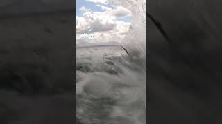 Great White Launches Body Out Of The Water With Fish In Mouth [upl. by Eward147]