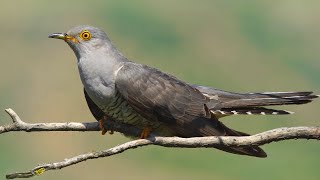 Кукушка против черноголовой овсянки Emberiza melanocephala  Малый Кавказ  Film Studio Aves [upl. by Gratianna]