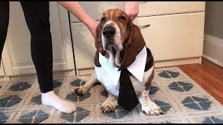 basset getting ready for work [upl. by Perkin]