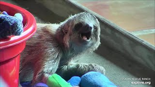 Baby sloth Marina being adorable  040924  SlothTV via exploreorg [upl. by Cila699]