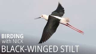 Blackwinged Stilt call  Himantopus himantopus [upl. by Afatsum]