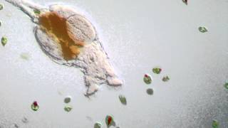 Rotifer  Philodina roseola [upl. by Abbub]