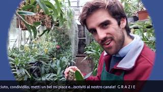 Orchidea su zattera ecco i consigli di Gioele Porrini [upl. by Goldy915]