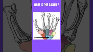 What is this called👈🤚youtube anatomy ytshorts medicaltest [upl. by Lura466]