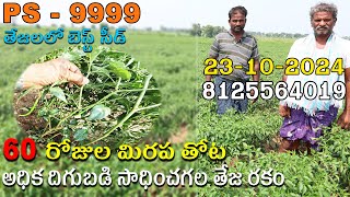 ప్రజ్వల్ సీడ్స్ వారి GOLD TEJA 99998888 చాలా బాగుంది దీనికన్నా 9999 బాగుంటుంది అనుకుంటున్నా [upl. by Bautista610]