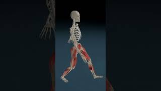 Walking Anatomy 3D Animation 3d anatomy 3danatomy animation [upl. by Nove]