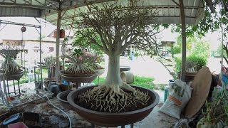 How to plant Adenium Arabicum Rachinee RCN แนวทางการปลูกชวนชมกิ่งตอนราชินีพันดอกสไตล์บิ๊กอุย [upl. by Riess]