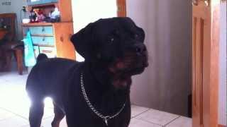 Rottweiler Dog Video Reaction [upl. by Josephson]