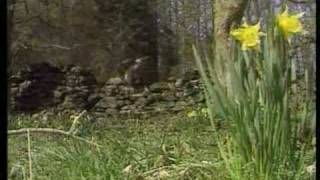 Country Walks with Ian Sampson  Farndale Daffodils [upl. by Prunella]