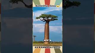 Bow Bow Water Tree Fact Video  kannada facts karnataka amezing youtubeshorts trendingshorts [upl. by Anitsrik]