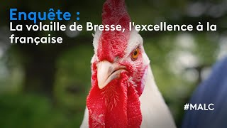 Enquête  la volaille de Bresse lexcellence à la française [upl. by Alra]