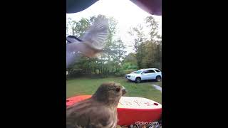 Black Capped Chickadee Buzzes Finch Slowmotion Bird Buddy [upl. by Ahsirek]