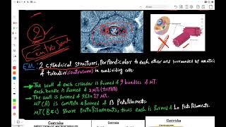 Cytoskeleton amp Cytoplasmic Inclusions [upl. by Darnoc534]