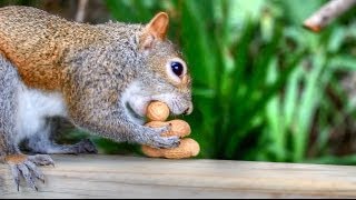 Greedy Squirrel Loses His Nuts [upl. by Morna]