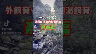 メダカ冬越し 外飼育と室内加温飼育ではどちらが寿命が長くなる？！ [upl. by Lahcear]