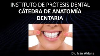 INSTITUTO DE PRÓTESIS DENTAL  ANATOMÍA DENTARIA  Unidad 25 y 26 PREMOLARES INFERIORES [upl. by Yelrehs]