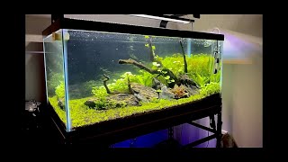 This is My 40g Aquascape [upl. by Agarhs]