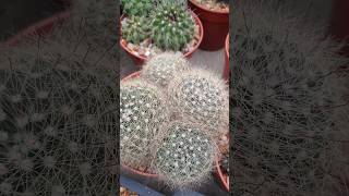 Mammillaria zephyranthoides [upl. by Ruperta]