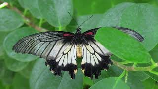 Swallowtail Butterflies Papilionidae Learn about one of the largest and most colorful butterflies [upl. by Dyrrej784]