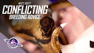 Conflicting Reptile Business Advice  Ball Python Breeding Tips [upl. by Imotas626]