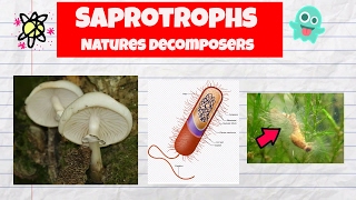 Saprotrophs ExamplesDecomposersFungiBacteriaWater mold [upl. by Enelehcim]