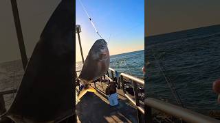 Pompano Jetty Fishing Packery Channel Corpus Christi TX 🔥 [upl. by Demitria]