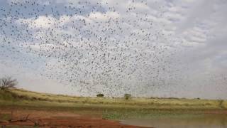 Budgie Murmurations Large Flocks In Central Australia [upl. by Khudari]