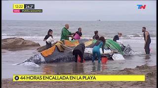 Rescate contrarreloj de una ballena encallada en Punta Mogotes [upl. by Littlejohn]