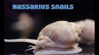 SMC Aquatic Studio  Invert Series  Episode 2  Nassarius Snails [upl. by Ynnav]