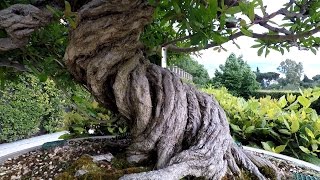 Colección Bonsai  Real jardín botánico  Madrid [upl. by Eelyk]