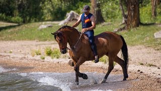 2007 152h Bay Friesian and Arab Performance Gelding for Sale [upl. by Annav]