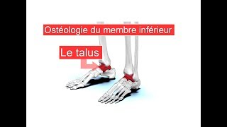 Le talus  Anatomie descriptive  Ostéologie du membre inférieur [upl. by Iolanthe]