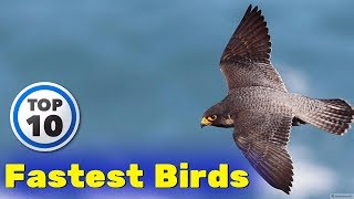 Top 10 Fastest Flying birds in the World  हवा में उड़नेवाले सबसे तेज़ पंछी [upl. by Nanreh]