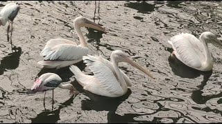 Pelican eating fish  Long beak Pelican [upl. by Onoitna]