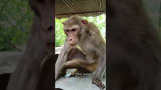 taro Bhari ek raat me tere khat padenge sath me❤️❤️trending monkey poor viral shorts hindisong [upl. by Lammaj820]