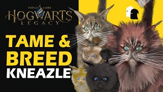 How to Get Male amp Female Kneazle Hogwarts Legacy Kneazle Breeding amp Offsprings [upl. by Navi]