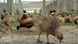 Pheasant Stocking Season [upl. by Dougal840]