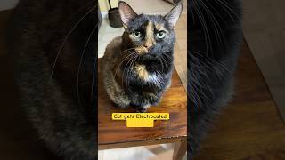 Cat gets Electrocuted ⚡️⚡️⚡️⚡️ love funny animals 🐈‍⬛😻 [upl. by Yelsha]