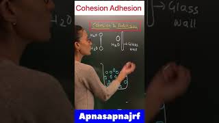 Cohesion and adhesion difference  apnasapnajrf [upl. by Naillil]