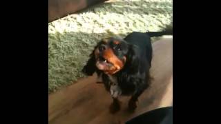 Cavalier King Charles Spaniel Barking [upl. by Filmore804]