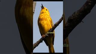 Yellow warbler singing  Bird [upl. by Eydnarb]