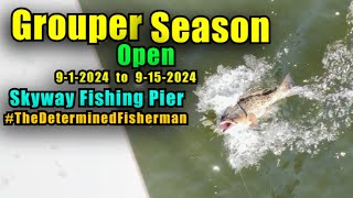 Grouper Season Open 2024 Skyway Fishing Pier TheDeterminedFisherman [upl. by Enenaej]