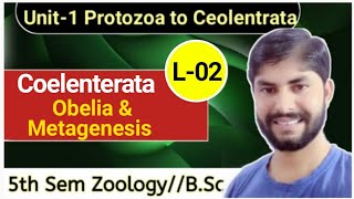 Coelenterata L02Obelia StructurePolyp amp MedusaMetagenesis amp Plannula larva5th Sem Zoo Unit1 [upl. by Crocker]