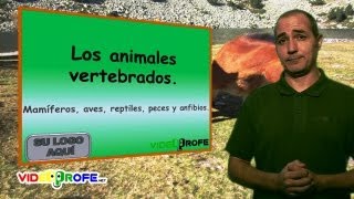 03 Los animales vertebrados 5º Conocimiento del Medio Videoprofenet [upl. by Ennahgem]