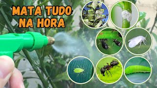 INSETICIDA CASEIRO PARA PLANTAS USANDO SÓ 1 INGREDIENTEMATA TUDOPULGÃO COCHONILHA… [upl. by Githens]