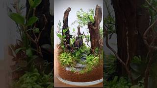 Closed terrarium with aquatic plants [upl. by Lebbie]