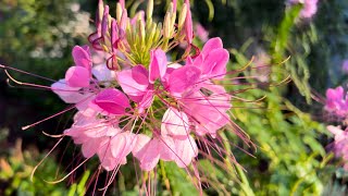 Adding the beautifully unique Cleome spider flower to your garden and attracting pollinators [upl. by Ttik993]