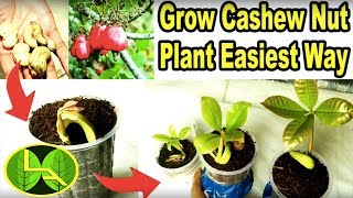 How to grow cashew plant at home quick and easy way [upl. by Celestina]