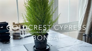 Goldcrest Lemon Cypress  Making into a Bonsai  Vlog 3 [upl. by Rofotsirk]